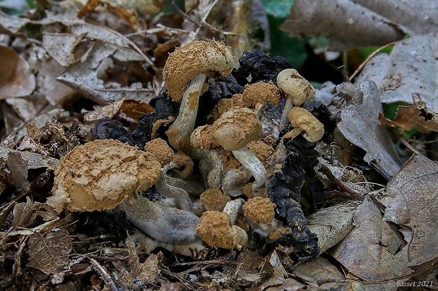 príživnica prášnicovitá Asterophora lycoperdoides (Bull.) Ditmar