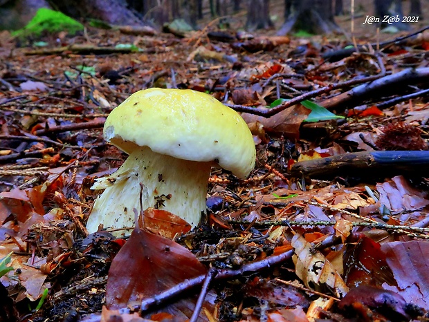 hríb smrekový citrónový Boletus edulis f. citrinus