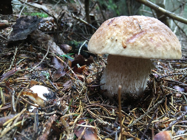 hríb smrekový Boletus edulis Bull.