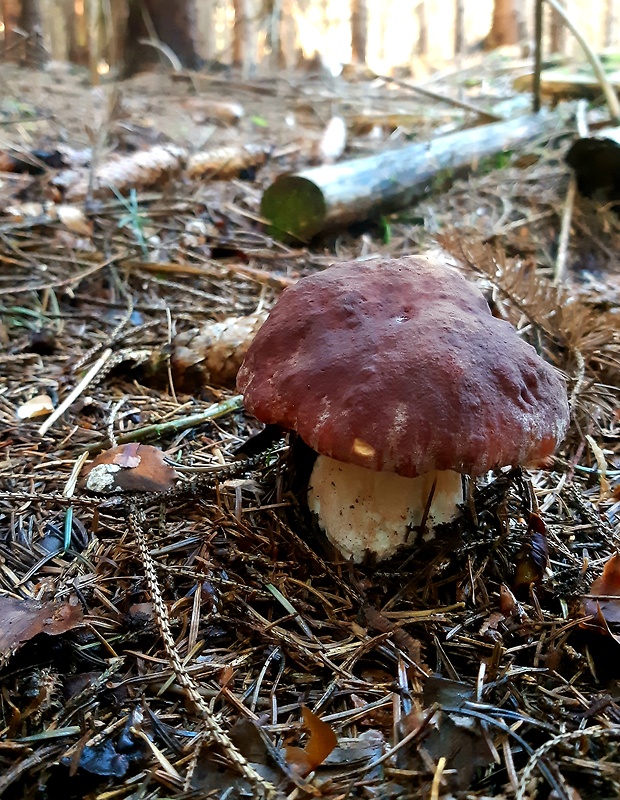 hríb sosnový Boletus pinophilus Pil. et Dermek in Pil.