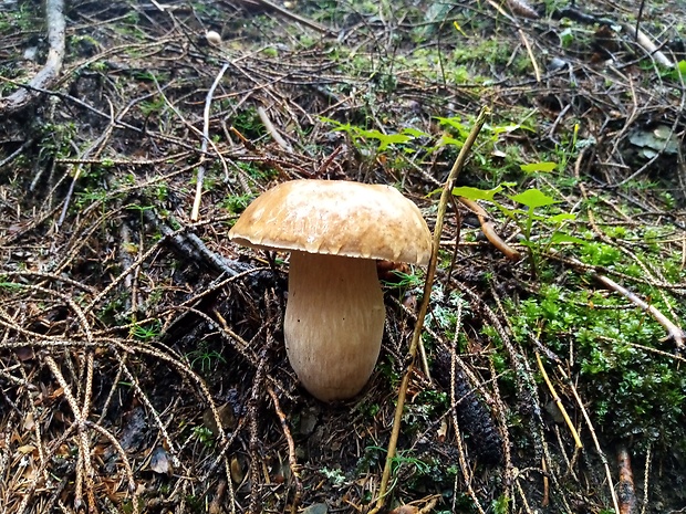 hríb dubový Boletus reticulatus Schaeff.