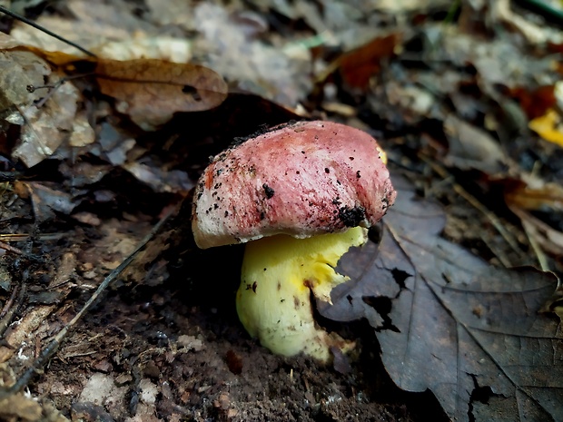 hríb kráľovský Butyriboletus regius (Krombh.) D. Arora & J.L. Frank