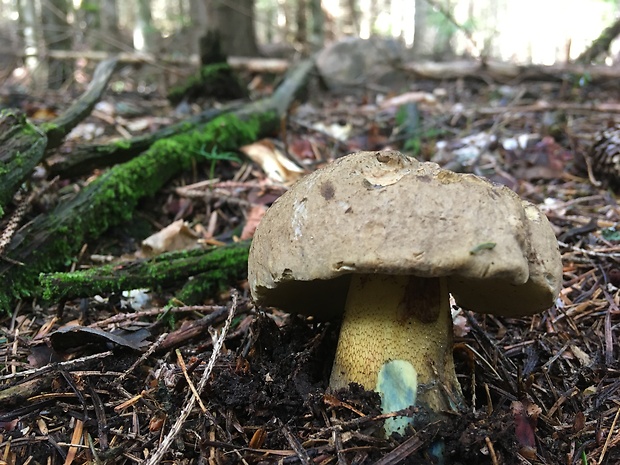 hríb horský Butyriboletus subappendiculatus (Dermek, Lazebn. & J. Veselský) D. Arora & J.L. Frank