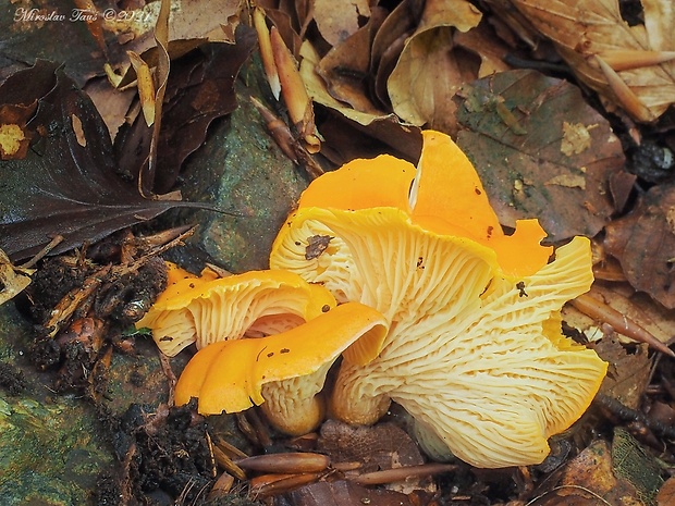 kuriatko oranžové Cantharellus friesii Quél.