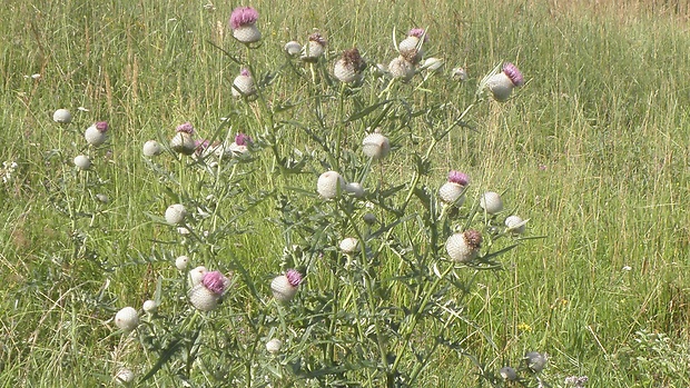 pichliač bielohlavý Cirsium eriophorum (L.) Scop.