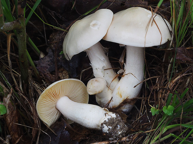 hodvábnica Moserova Entoloma cf. moserianum Noordel.