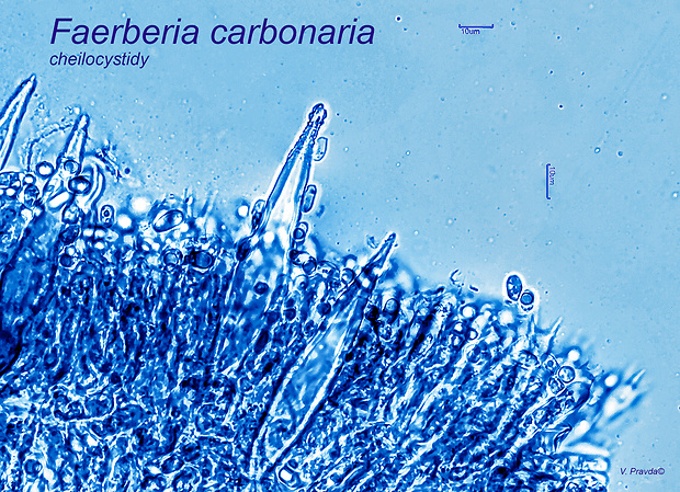 kuriatkovec spáleniskový Faerberia carbonaria (Alb. & Schwein.) Pouzar