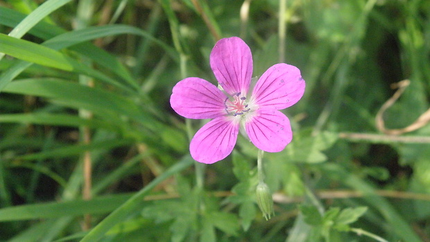 pakost lesný Geranium sylvaticum L.