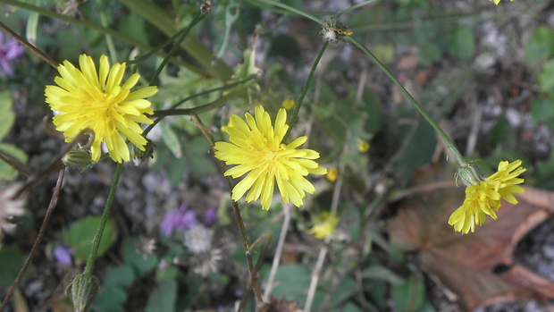 jastrabnik Hieracium piliferum Hoppe ex Fr.