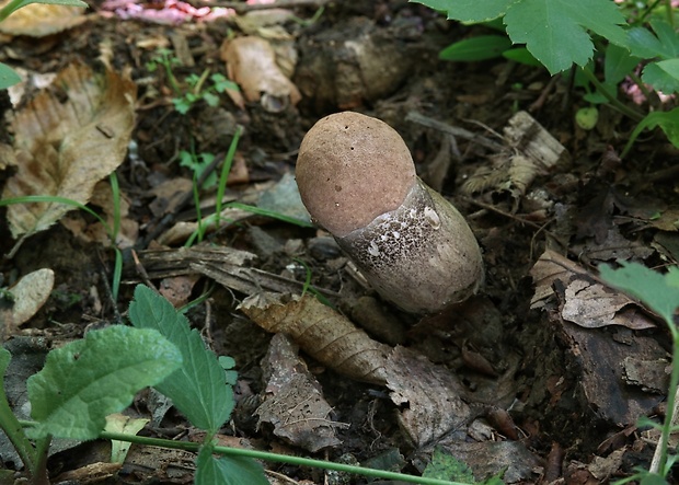 kozák topoľový Leccinum duriusculum (Schulzer ex Kalchbr.) Singer