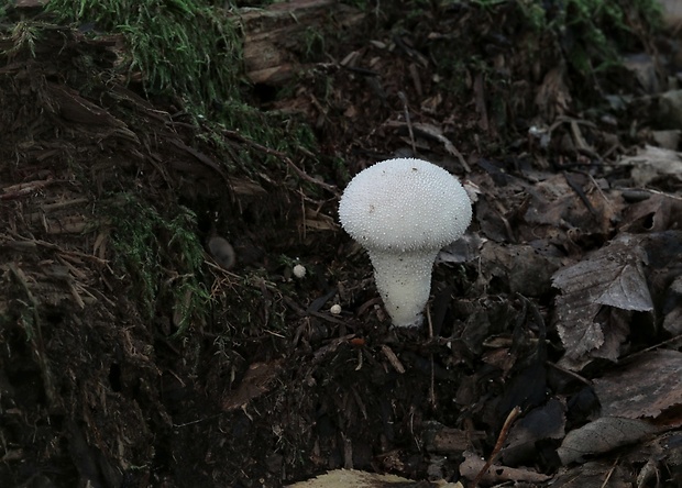 prášnica bradavičnatá Lycoperdon perlatum Pers.