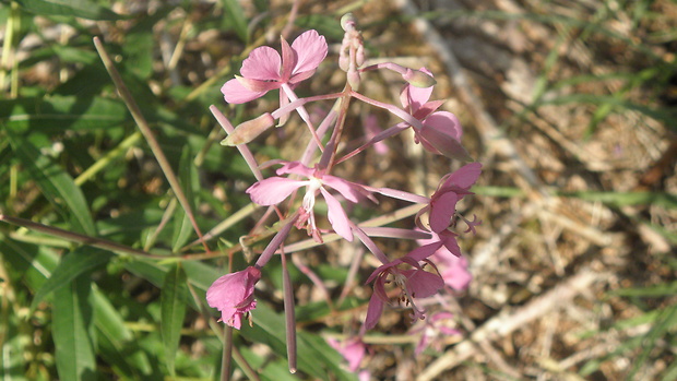 vrbica vŕbolistá Lythrum salicaria L.