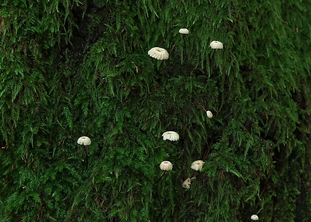 tanečnica golieriková Marasmius rotula (Scop.) Fr.