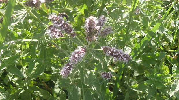 mäta dlholistá Mentha longifolia (L.) L.