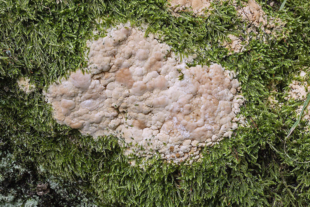 dubovnica pružná Pachykytospora cf. tuberculosa (Fr.) Kotl. & Pouzar