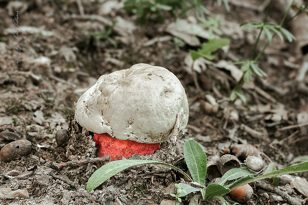 hríb satanský Rubroboletus satanas f. satanas (Lenz) Kuan Zhao & Zhu L. Yang