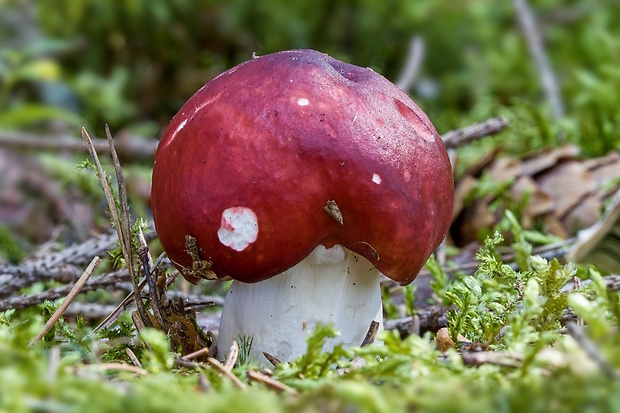 plávka Russula sp.