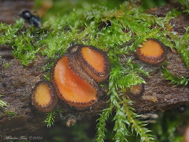 štítovnička Scutellinia sp.