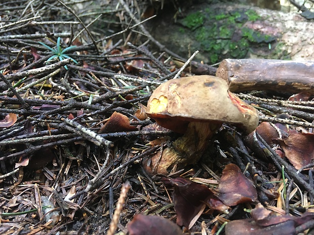 hríb zrnitohlúbikový Sutorius luridiformis (Rostk.) G. Wu & Zhu L. Yang