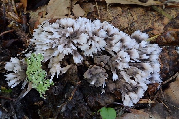 plesňovka belavohnedá Thelephora penicillata (Pers.) Fr.