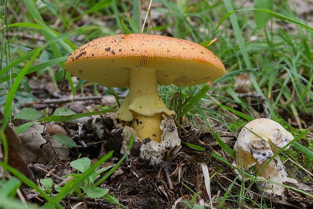 muchotrávka cisárska Amanita caesarea (Scop.) Pers.