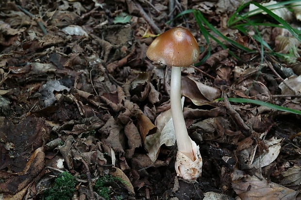 muchotrávka plavohnedá Amanita fulva Fr.