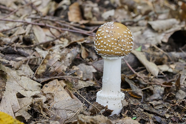 muchotrávka tigrovaná Amanita pantherina (DC.) Krombh.