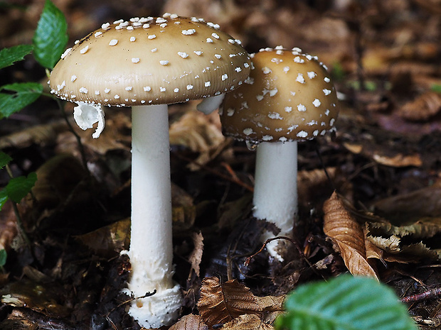 muchotrávka tigrovaná Amanita pantherina (DC.) Krombh.