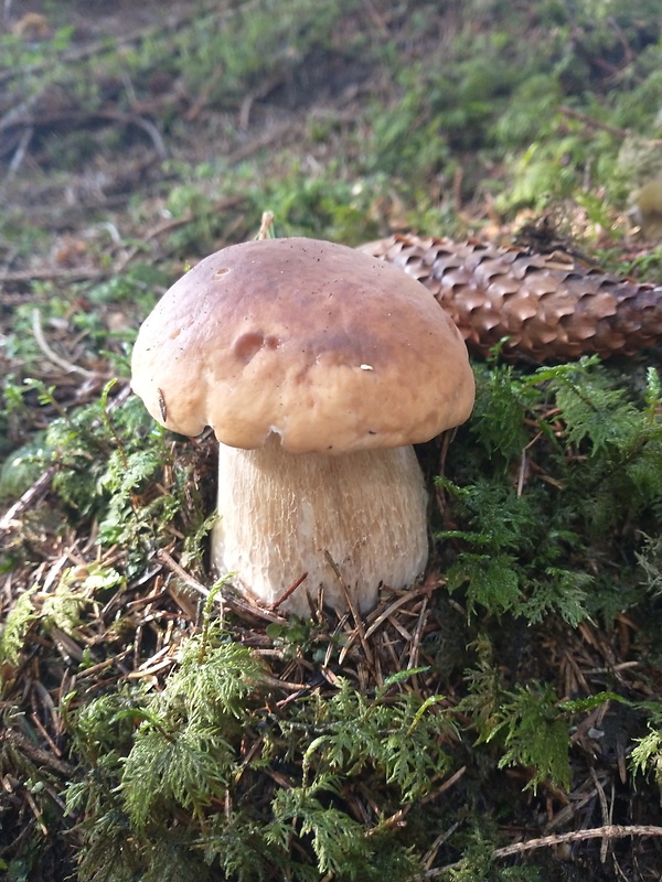 hríb smrekový Boletus edulis Bull.