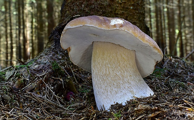 hríb smrekový Boletus edulis Bull.