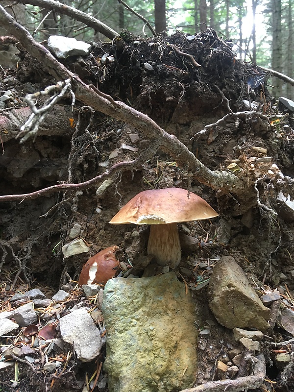 hríb smrekový Boletus edulis Bull.