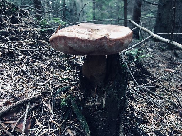 hríb smrekový Boletus edulis Bull.