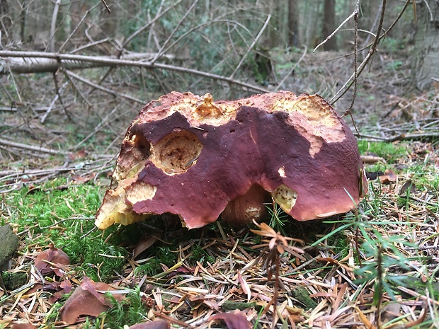 hríb sosnový Boletus pinophilus Pil. et Dermek in Pil.