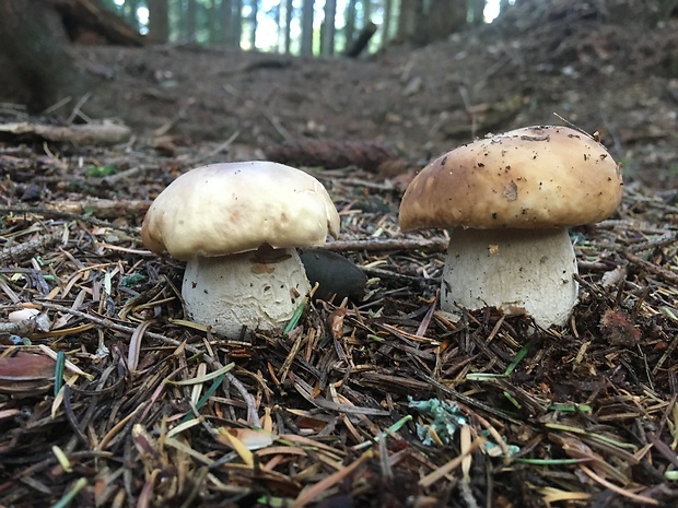 hríb dubový Boletus reticulatus Schaeff.