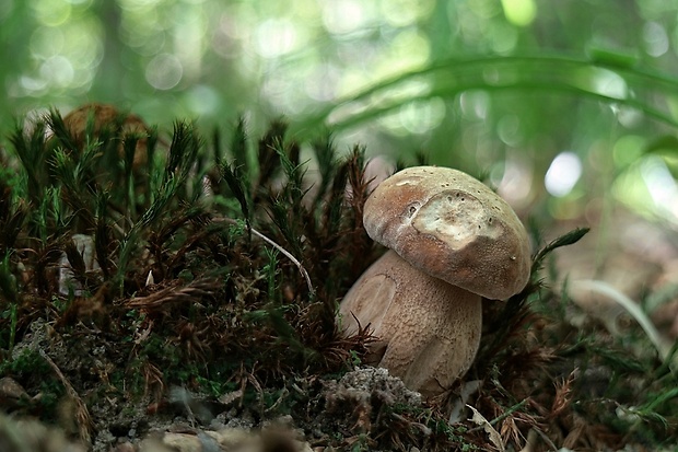 hríb dubový Boletus reticulatus Schaeff.