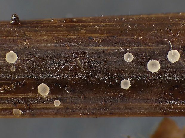 Cistella lagenipilus Spooner