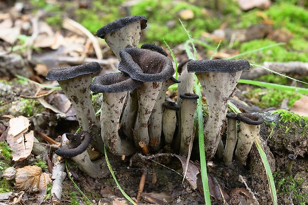 lievik trúbkovitý Craterellus cornucopioides (L.) Pers.