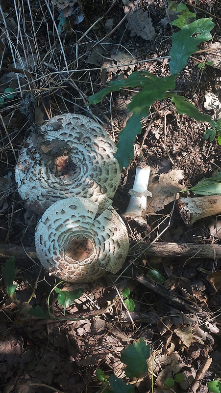 bedla Echinoderma rubellum (Bres.) Migl.