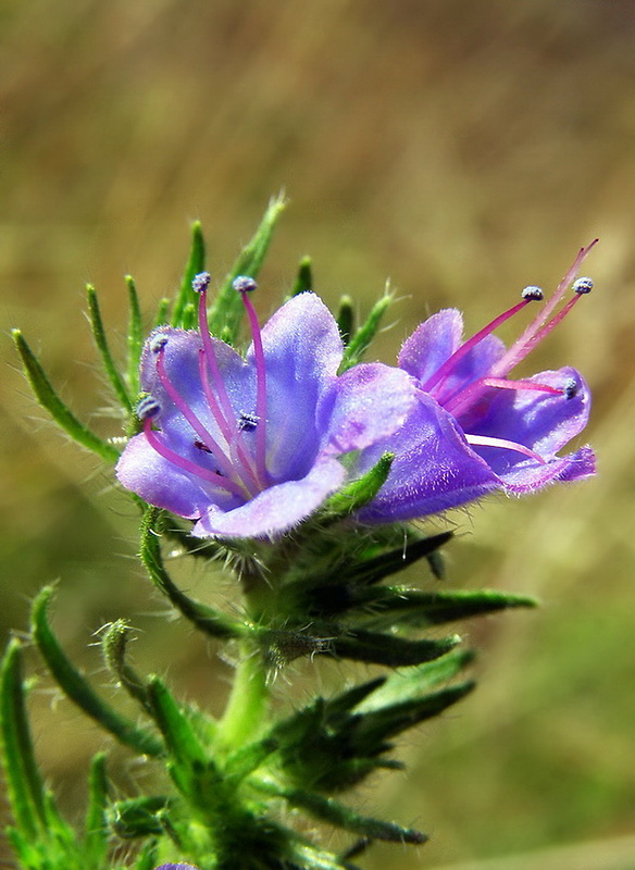 hadinec obyčajný Echium vulgare L.