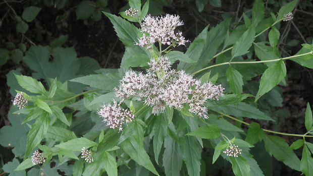 konopač obyčajný Eupatorium cannabium