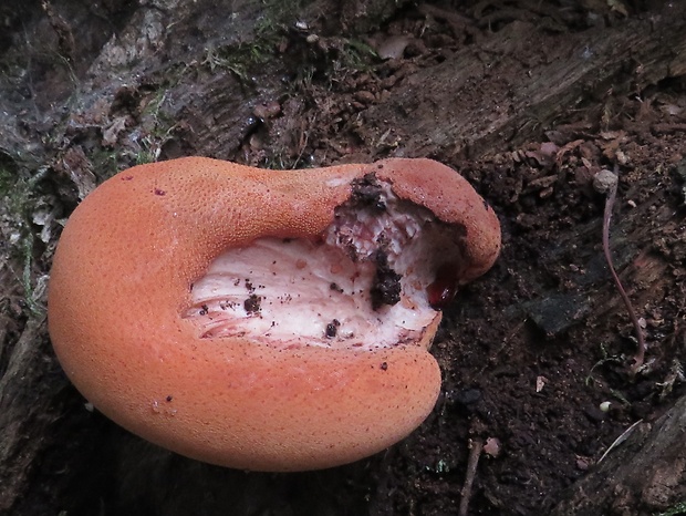 pečeňovec dubový Fistulina hepatica (Schaeff.) With.