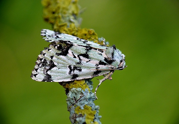 mora zelenkavá Griposia aprilina