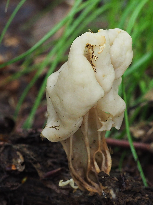 chriapač jamkatý Helvella lacunosa Afzel.