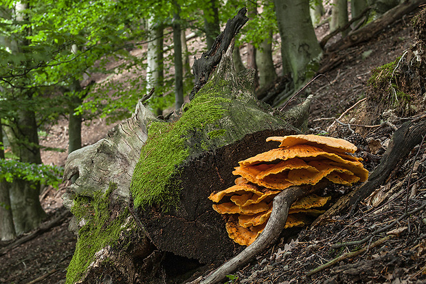 sírovec obyčajný Laetiporus sulphureus (Bull.) Murrill