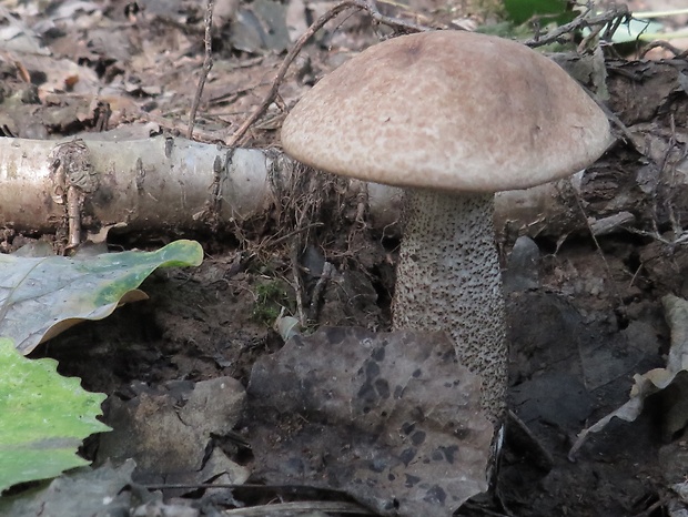 kozák topoľový Leccinum duriusculum (Schulzer ex Kalchbr.) Singer