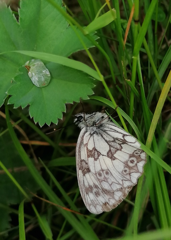 očkáň timotejkový Melanargia galathea