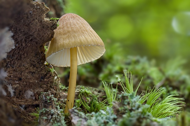 prilbička zelenoobrúbená Mycena viridimarginata P. Karst.