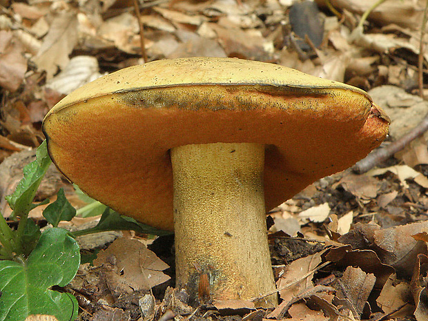 hríb zrnitohlúbikový odfarbený Neoboletus xanthopus (Quél.) Krieglst.