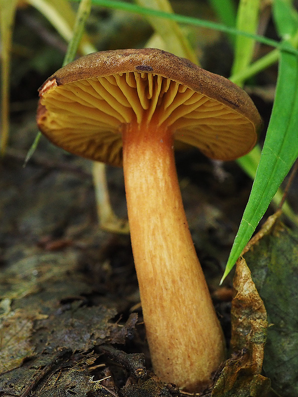 lupeňopórovec červenožltý Phylloporus rhodoxanthus (Schwein.) Bres.