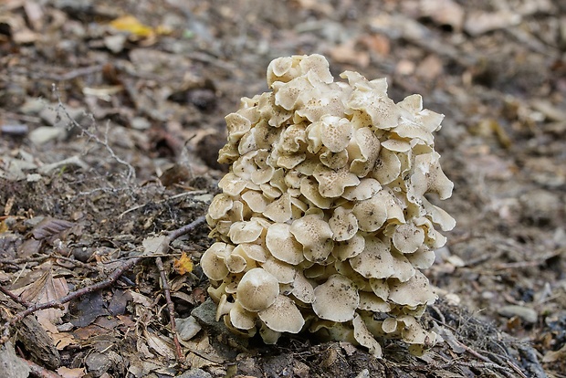 trúdnik klobúčkatý Polyporus umbellatus (Pers.) Fr.